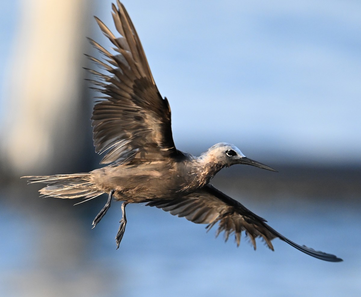 Lesser Noddy - ML645063130