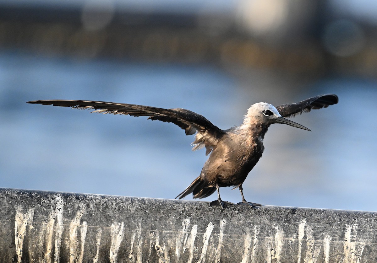 Lesser Noddy - ML645063131