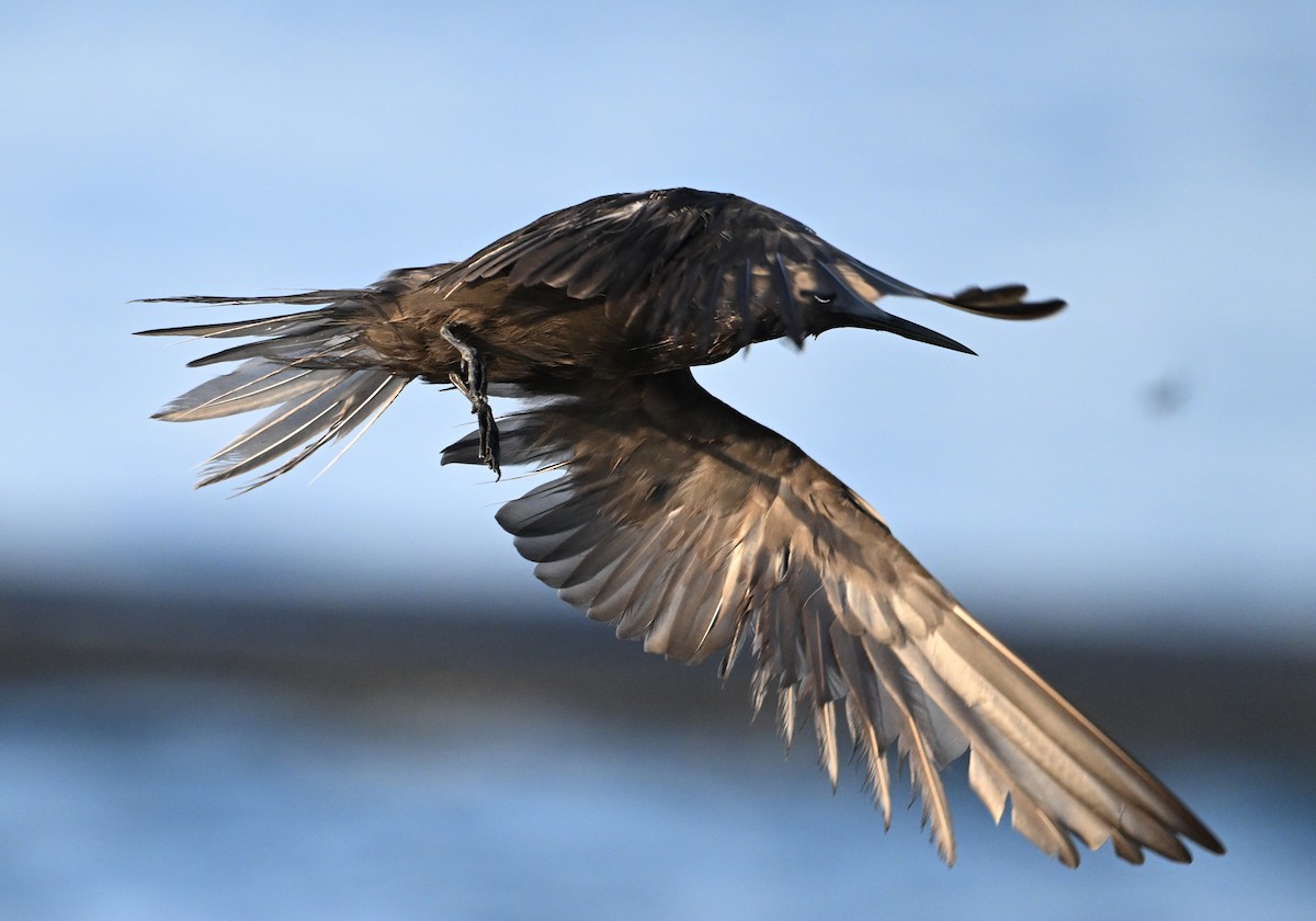 Lesser Noddy - ML645063132