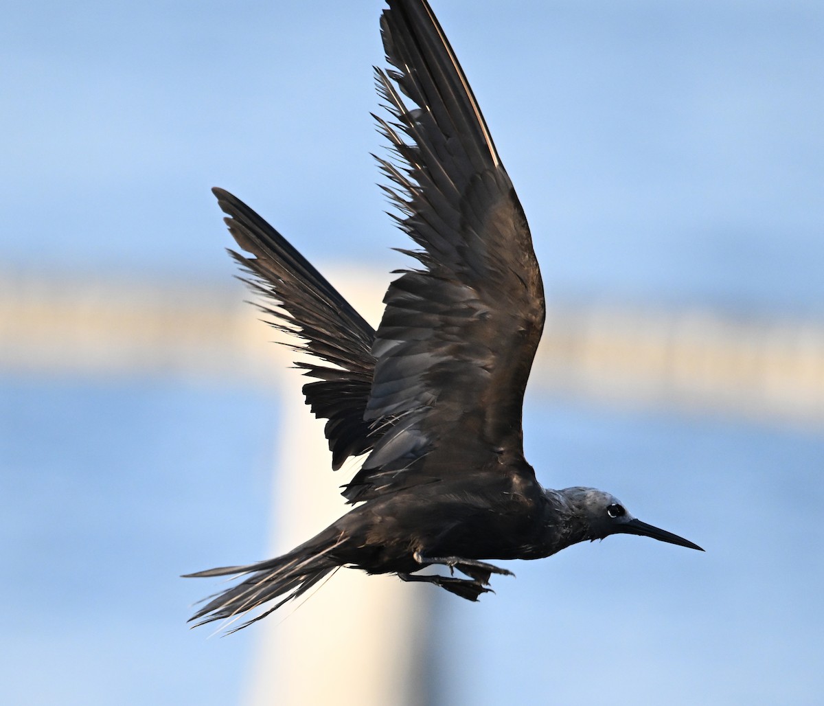Lesser Noddy - ML645063133