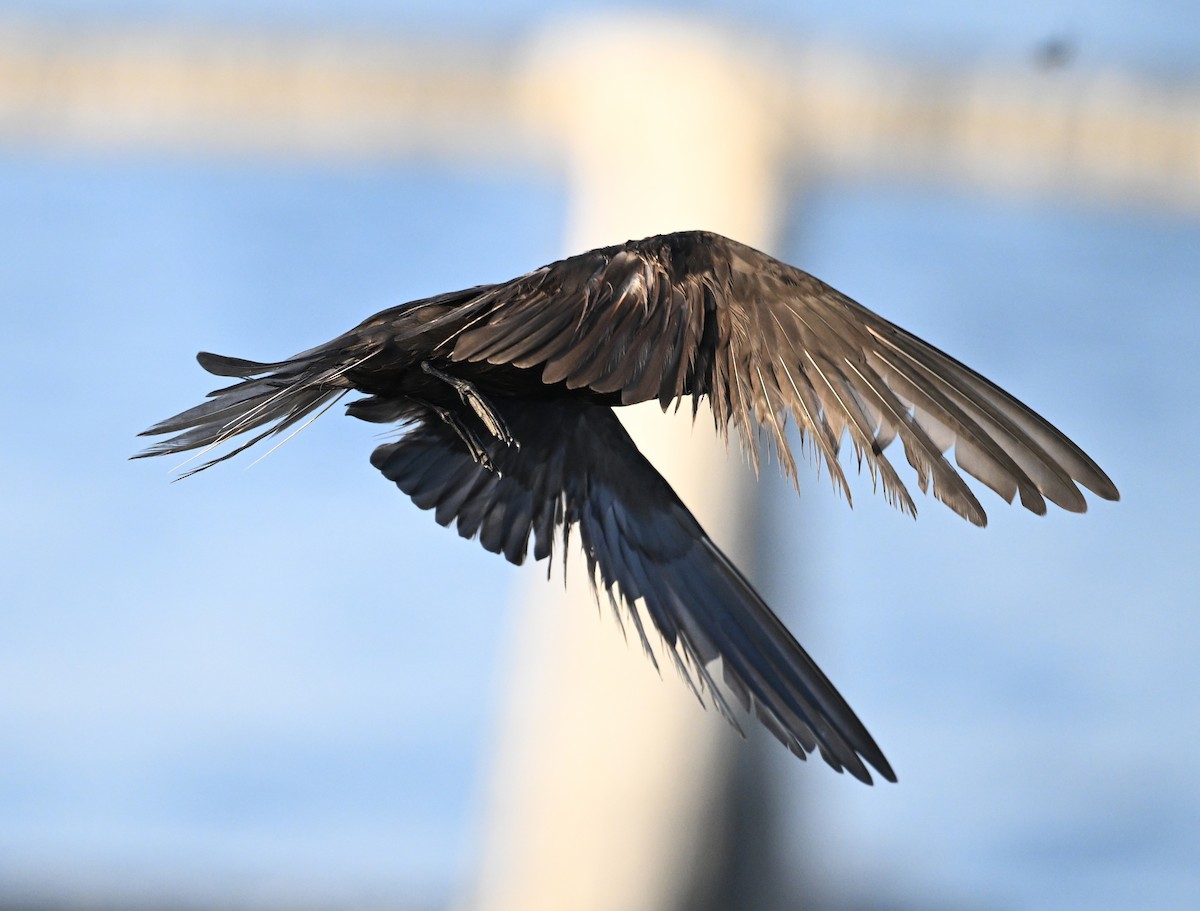 Lesser Noddy - ML645063134