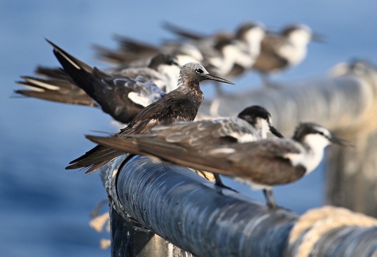 Lesser Noddy - ML645063135