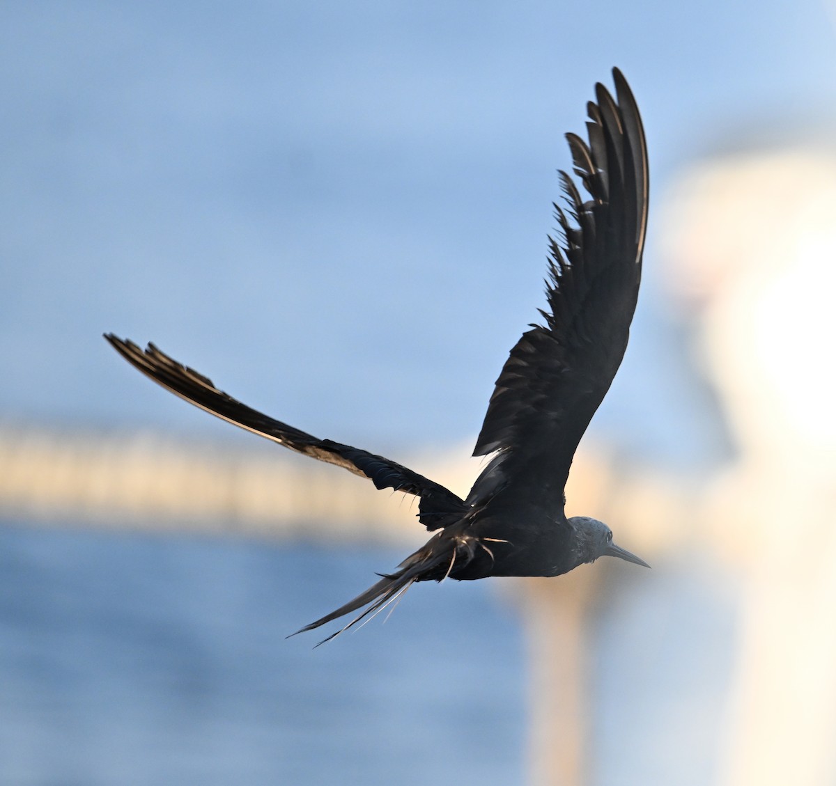 Lesser Noddy - ML645063136