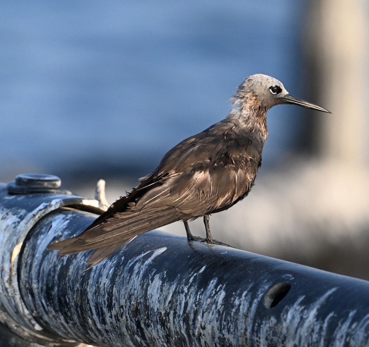 Lesser Noddy - ML645063137