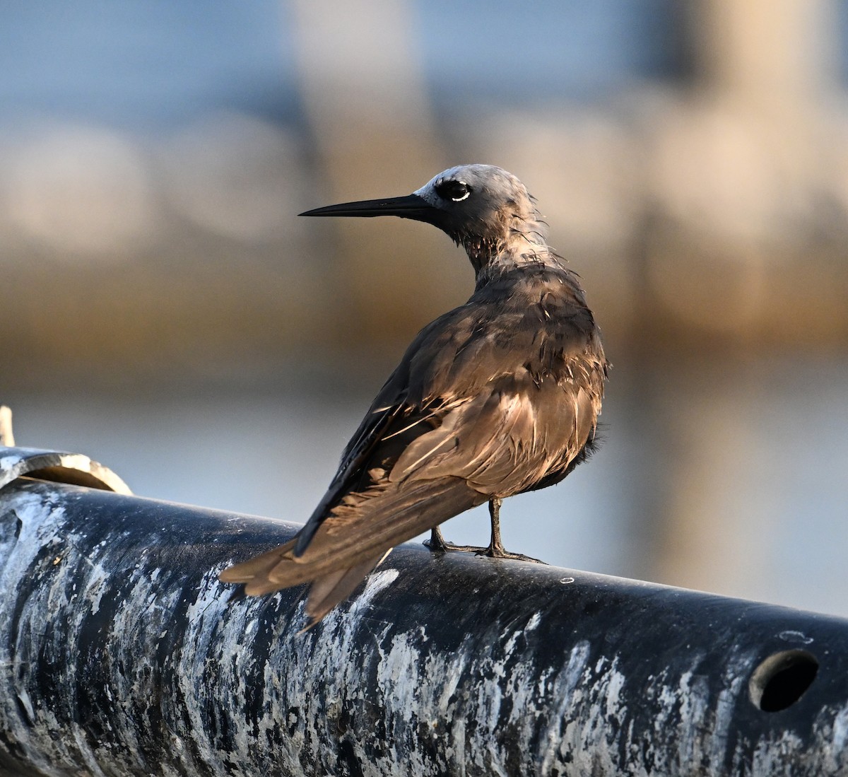 Lesser Noddy - ML645063138