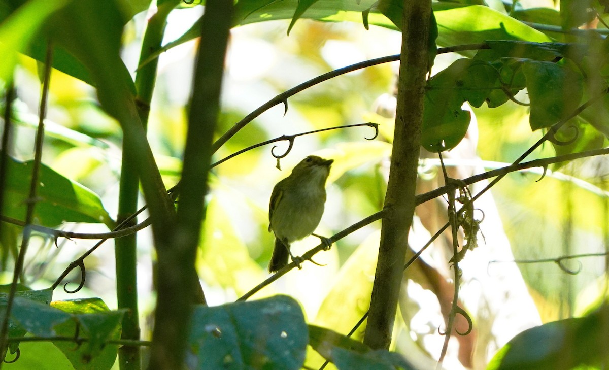 Rusty-fronted Tody-Flycatcher - ML645063156