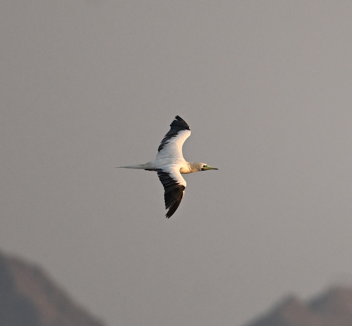 Rotfußtölpel - ML645063169