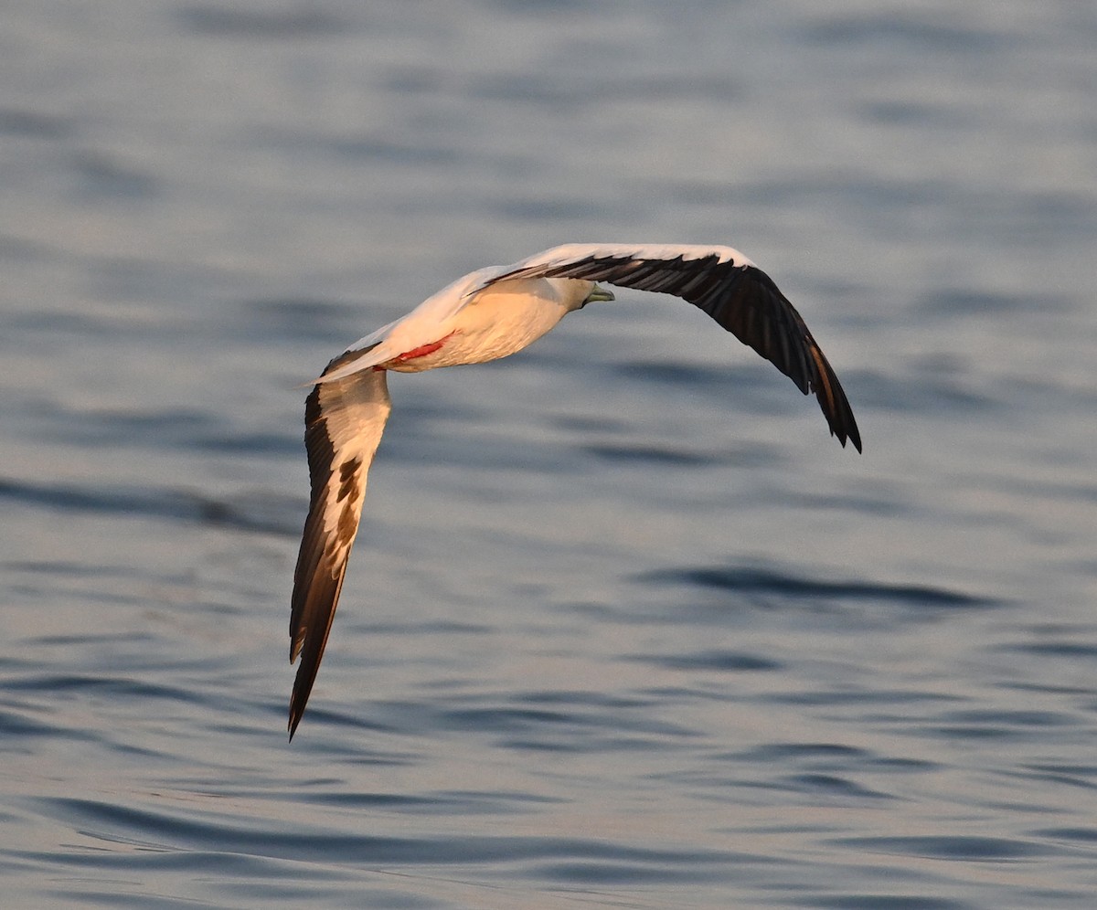 Rotfußtölpel - ML645063170