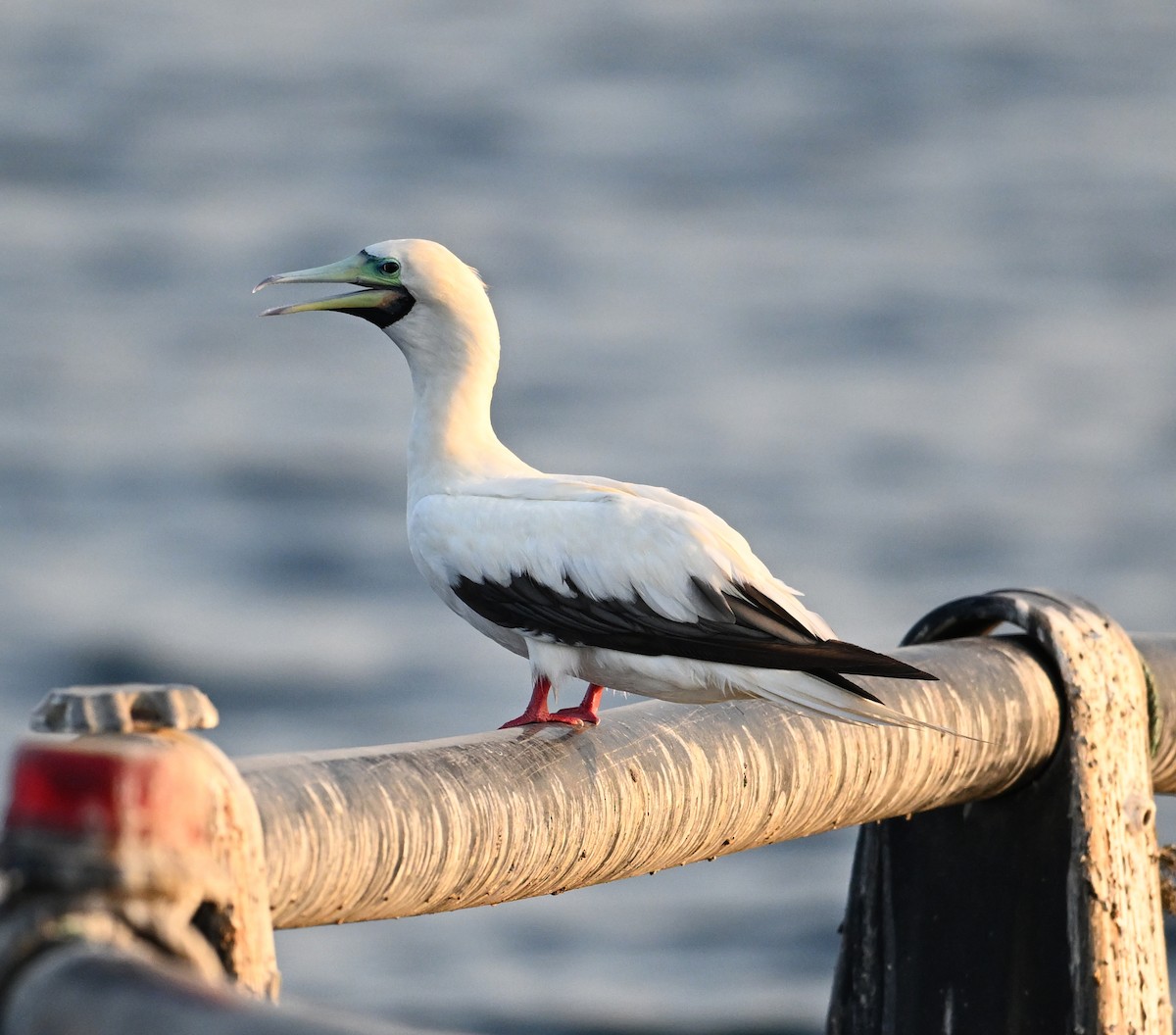 Rotfußtölpel - ML645063173