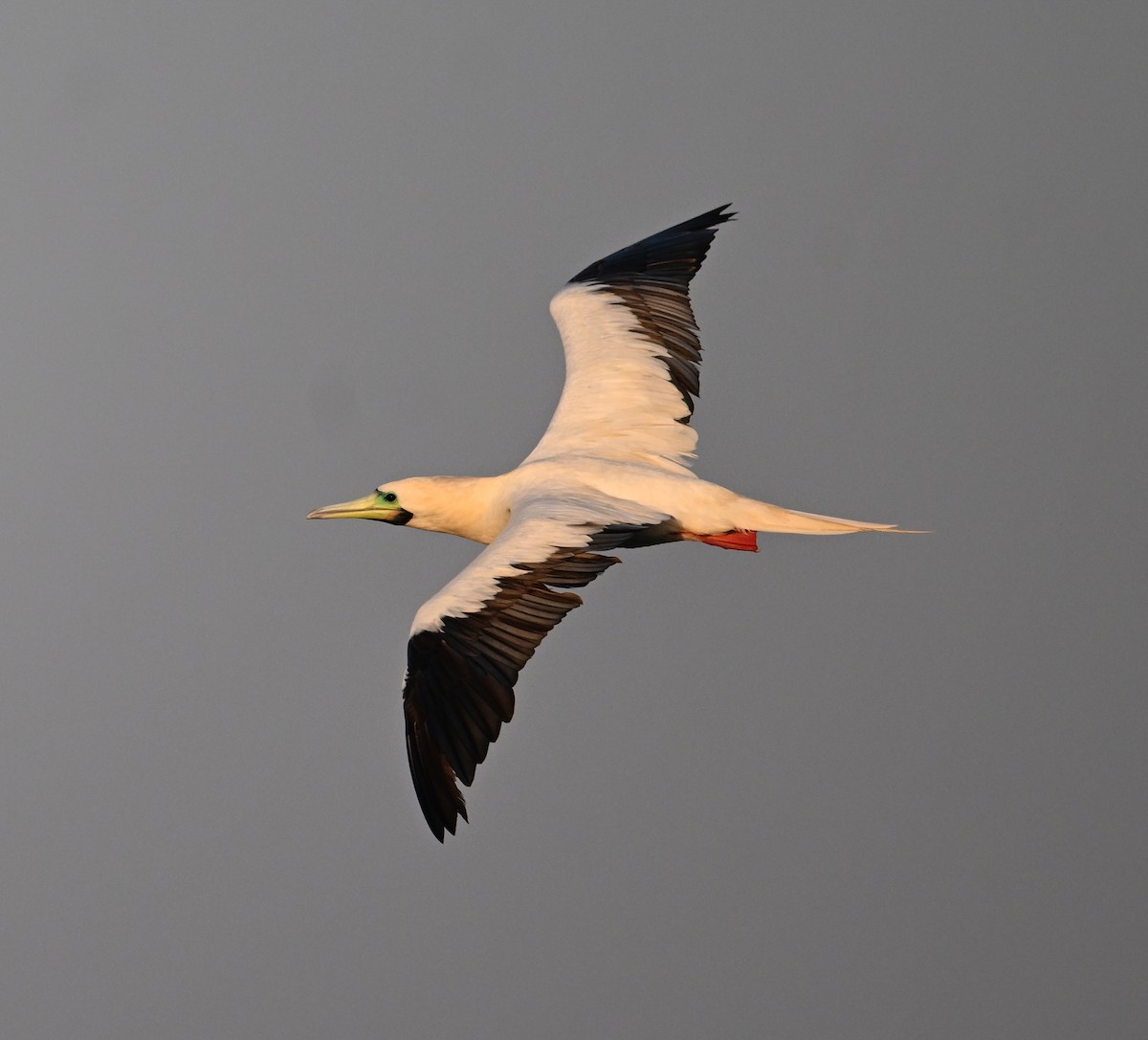 Rotfußtölpel - ML645063175