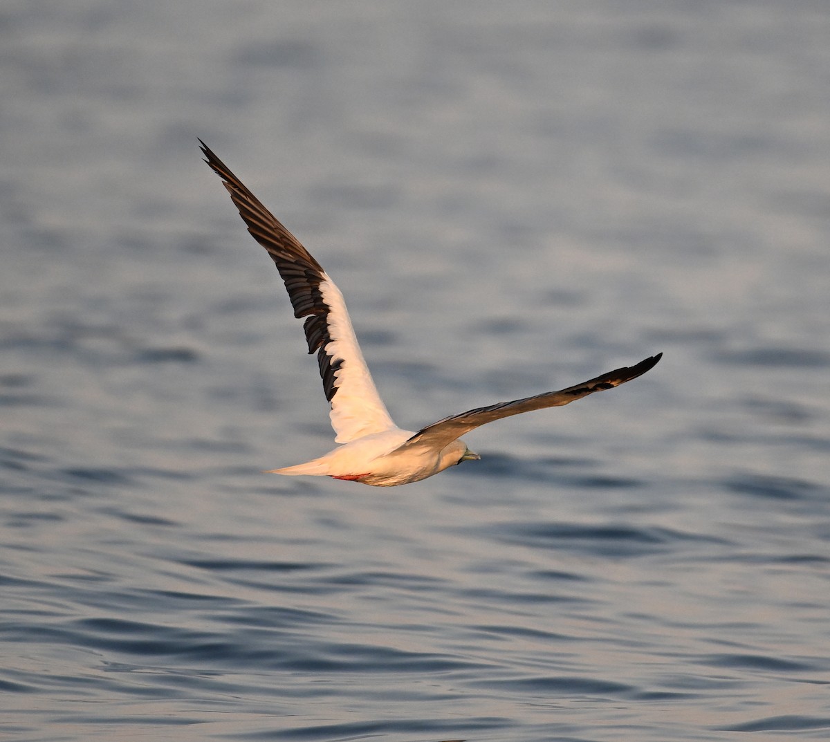 Rotfußtölpel - ML645063176