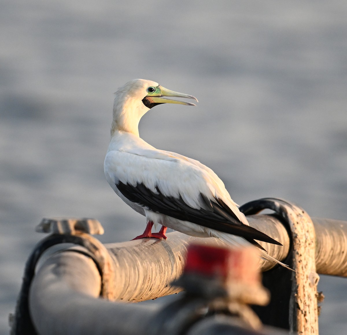 Rotfußtölpel - ML645063177