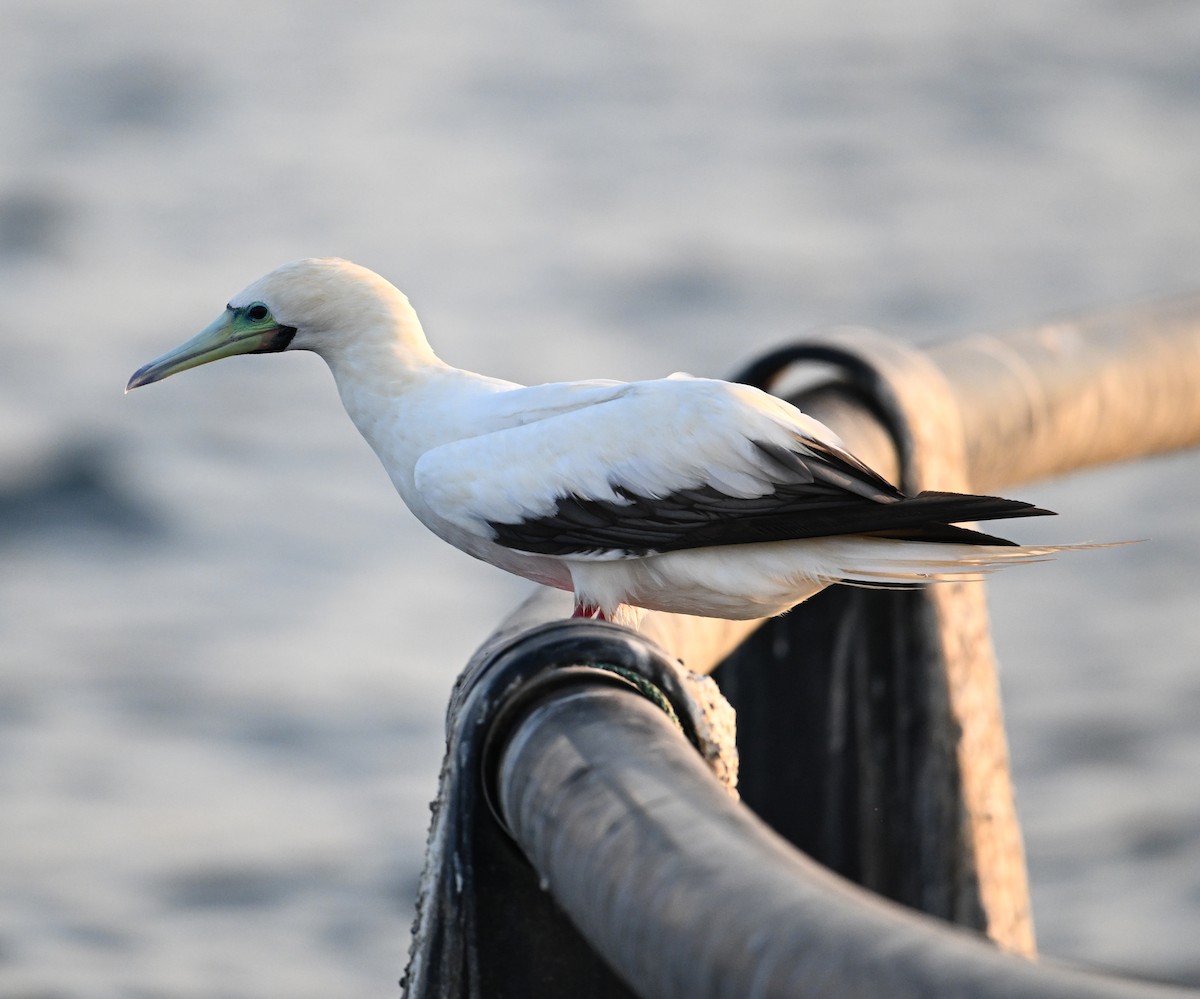 Rotfußtölpel - ML645063178