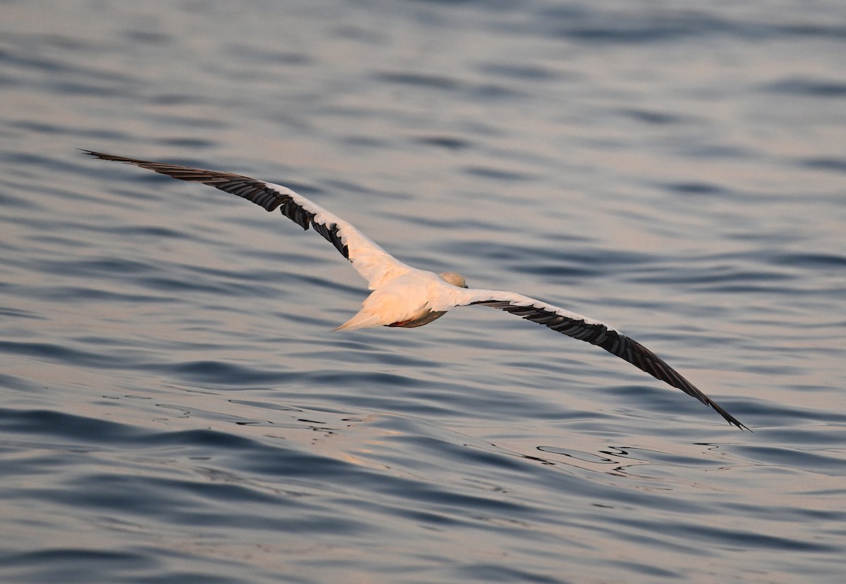 Rotfußtölpel - ML645063180