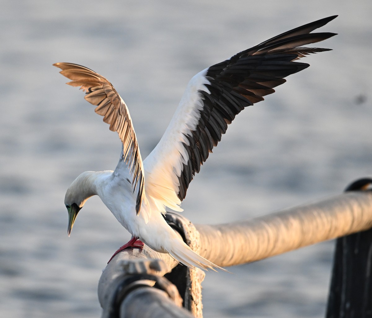 Rotfußtölpel - ML645063181