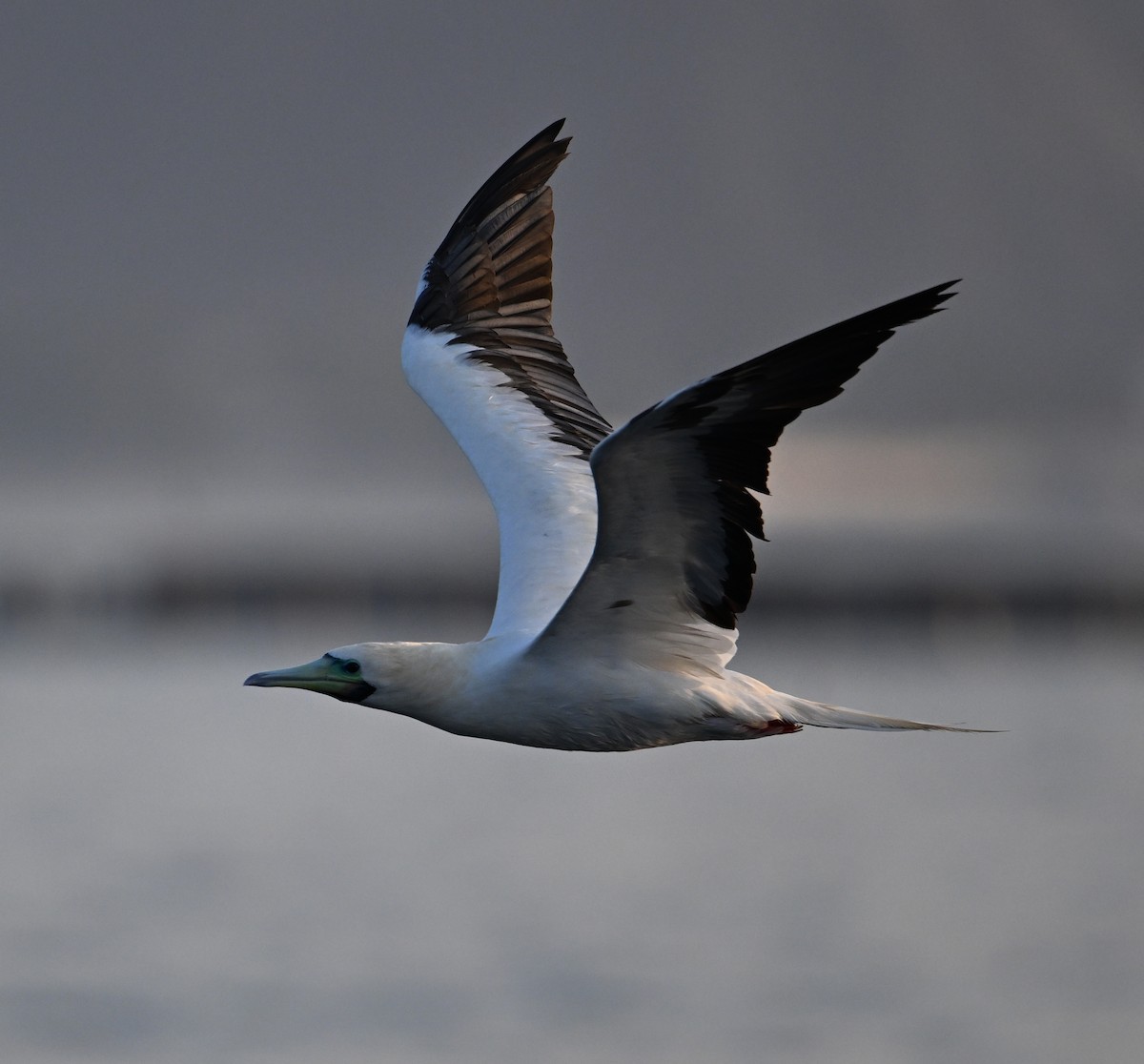 Rotfußtölpel - ML645063182