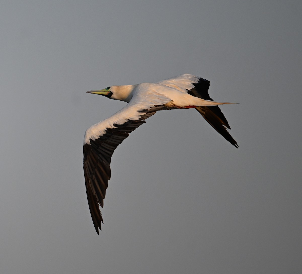 Rotfußtölpel - ML645063183