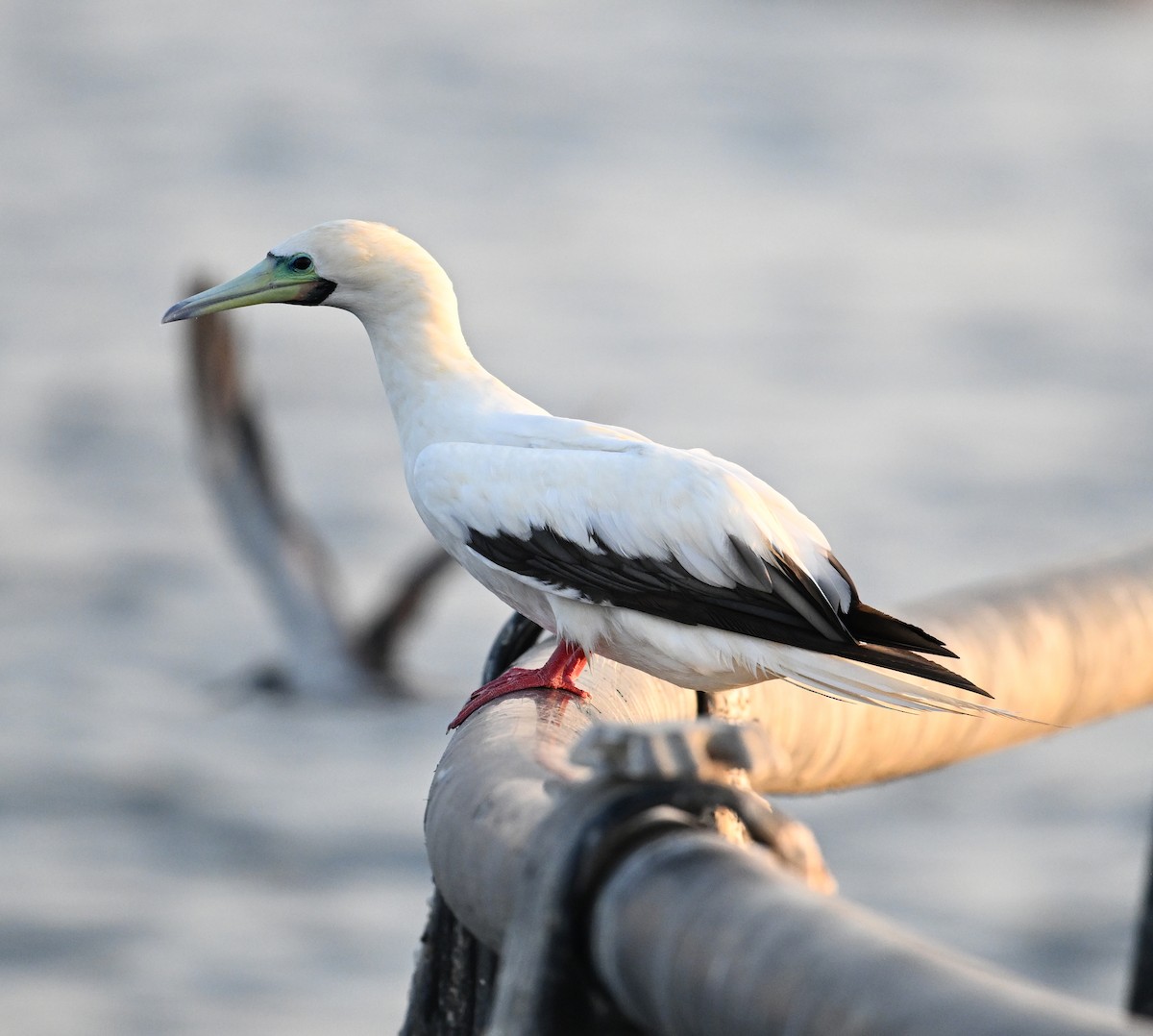 Rotfußtölpel - ML645063184