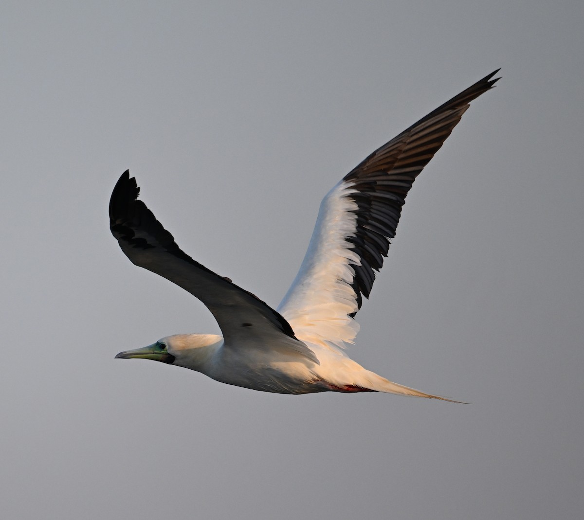 Rotfußtölpel - ML645063185