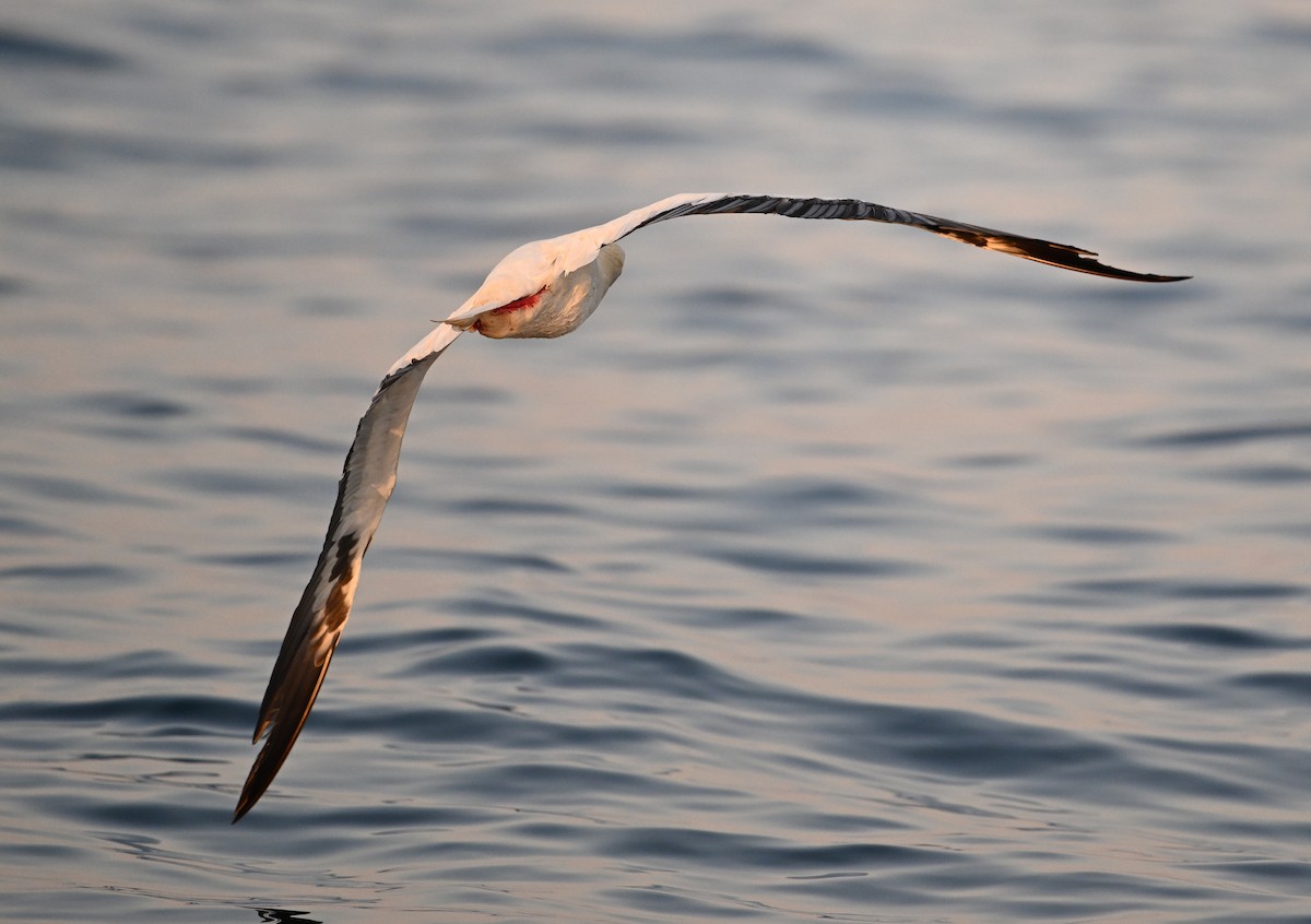 Rotfußtölpel - ML645063186