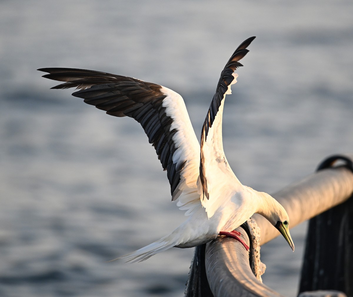 Rotfußtölpel - ML645063187