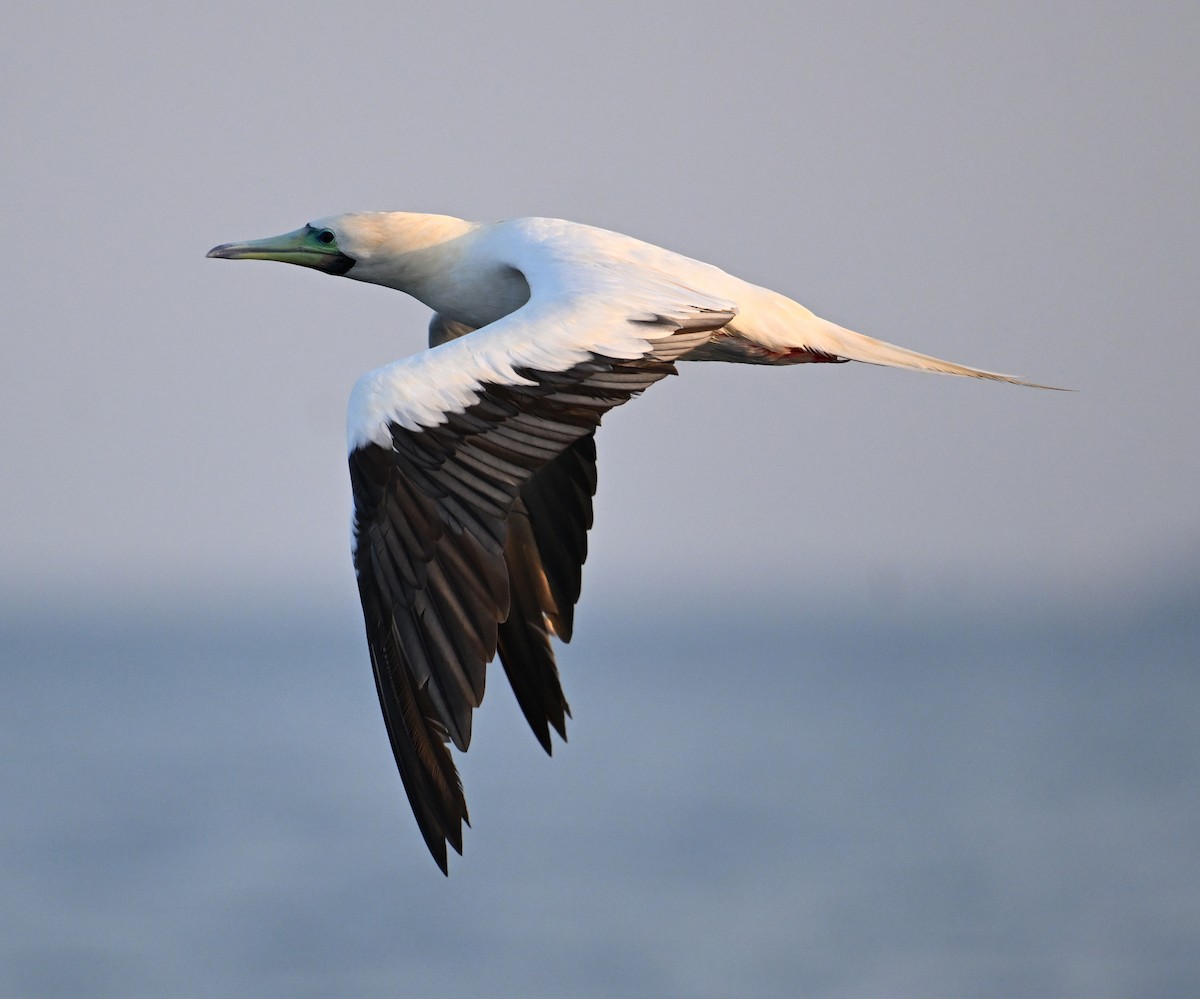 Rotfußtölpel - ML645063188