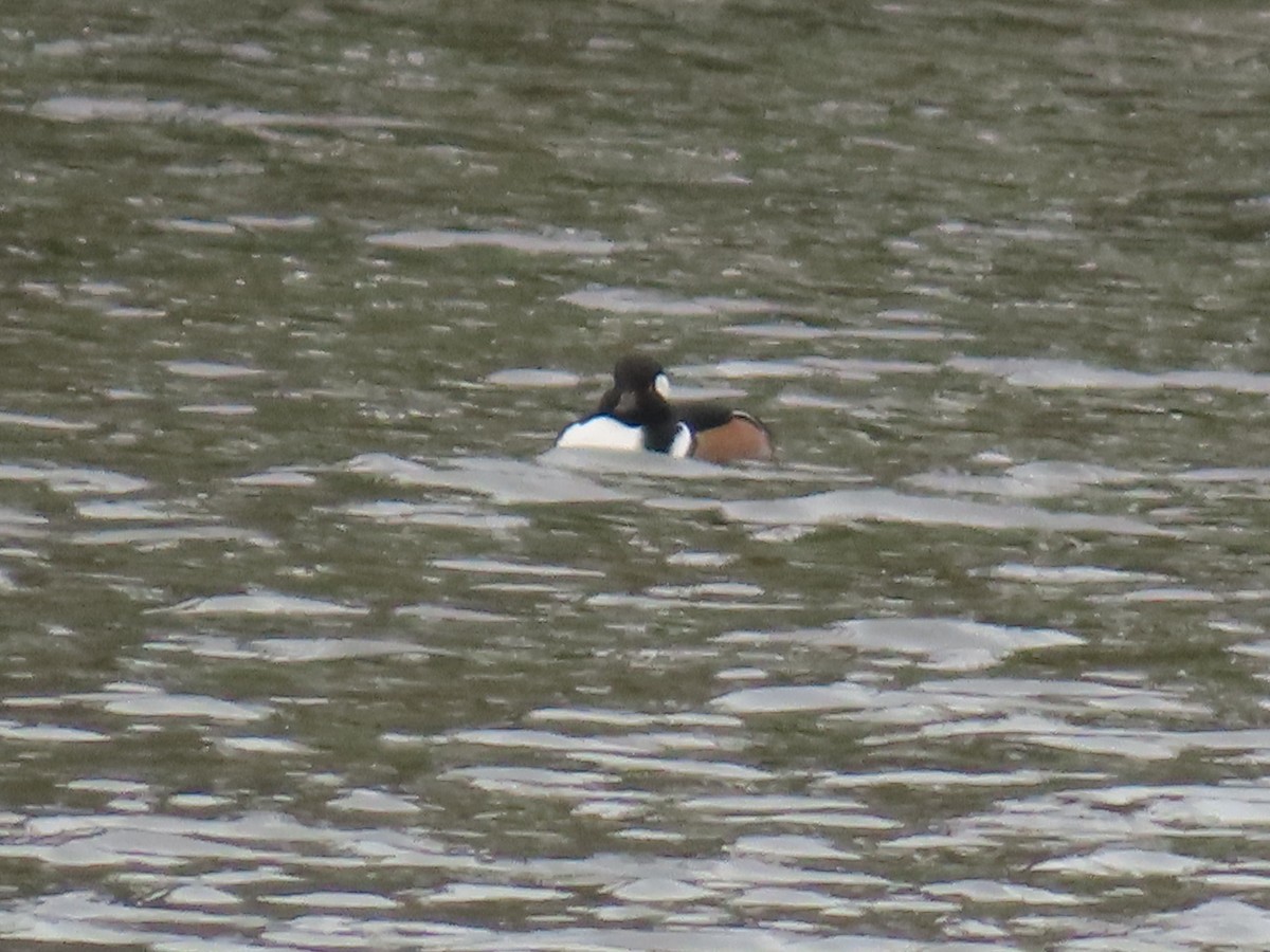 Hooded Merganser - ML645063189