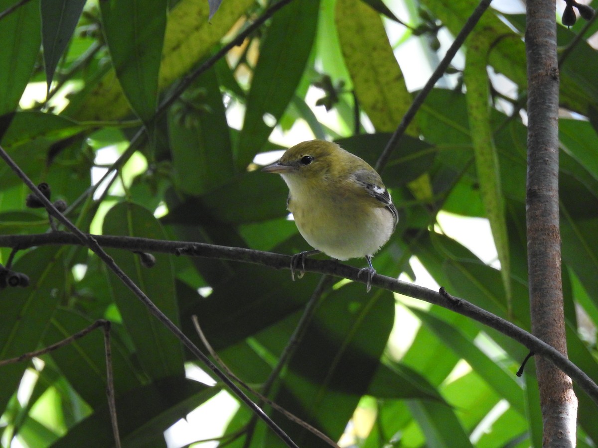 Пісняр-лісовик каштановий - ML645063193