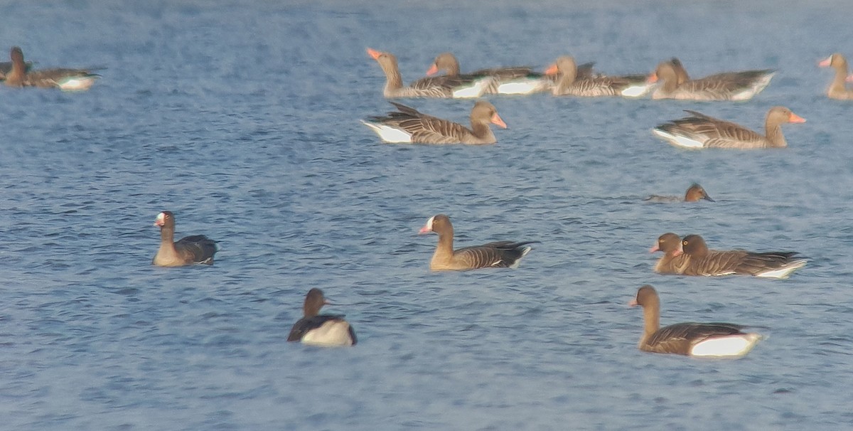 אווז קטן - ML645063194