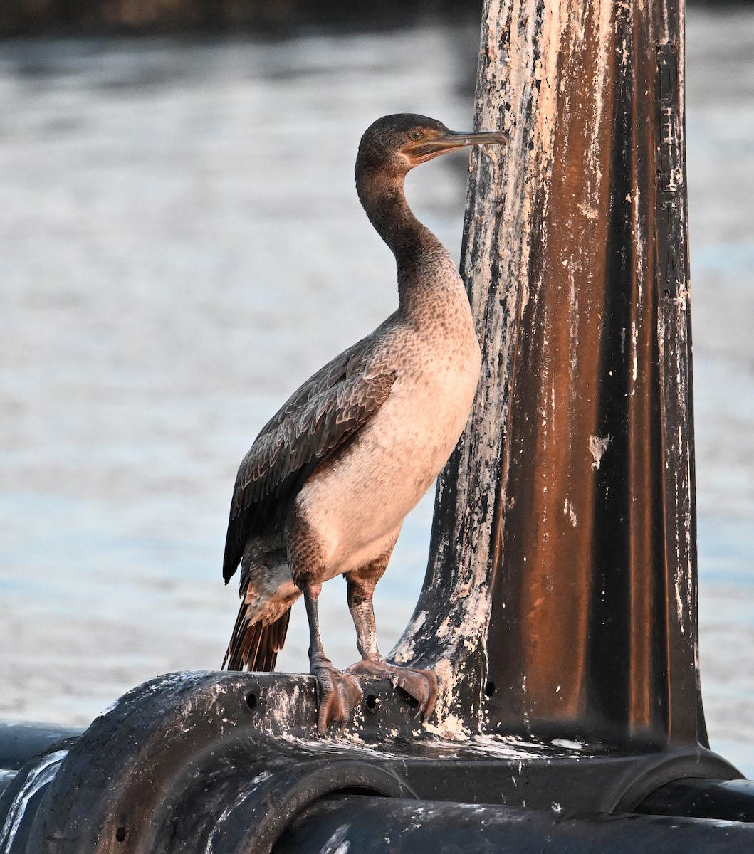 Socotra Cormorant - ML645063203