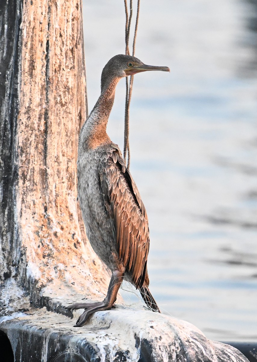 Socotra Cormorant - ML645063204