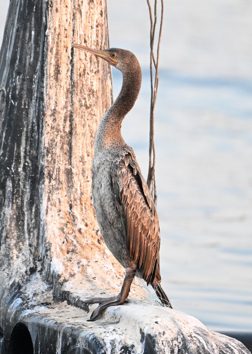 Socotra Cormorant - ML645063205