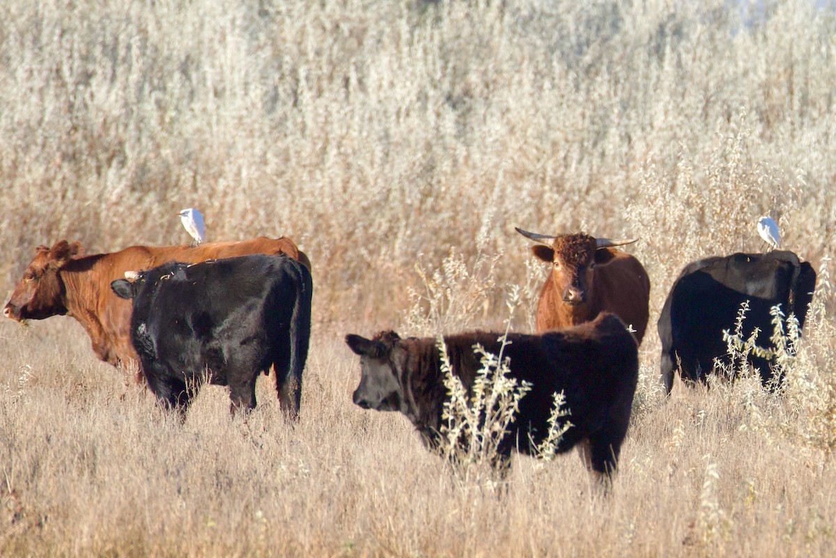 Western Cattle-Egret - ML645063206