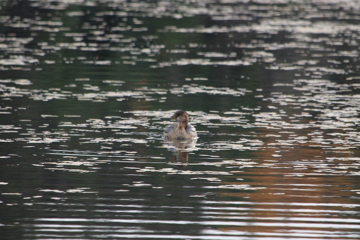 Pied-billed Grebe - ML645063207