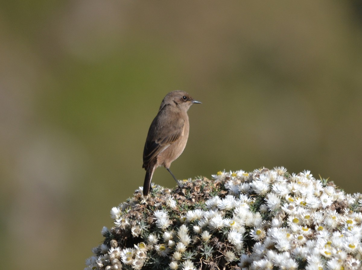 Moorland Chat - ML645063212