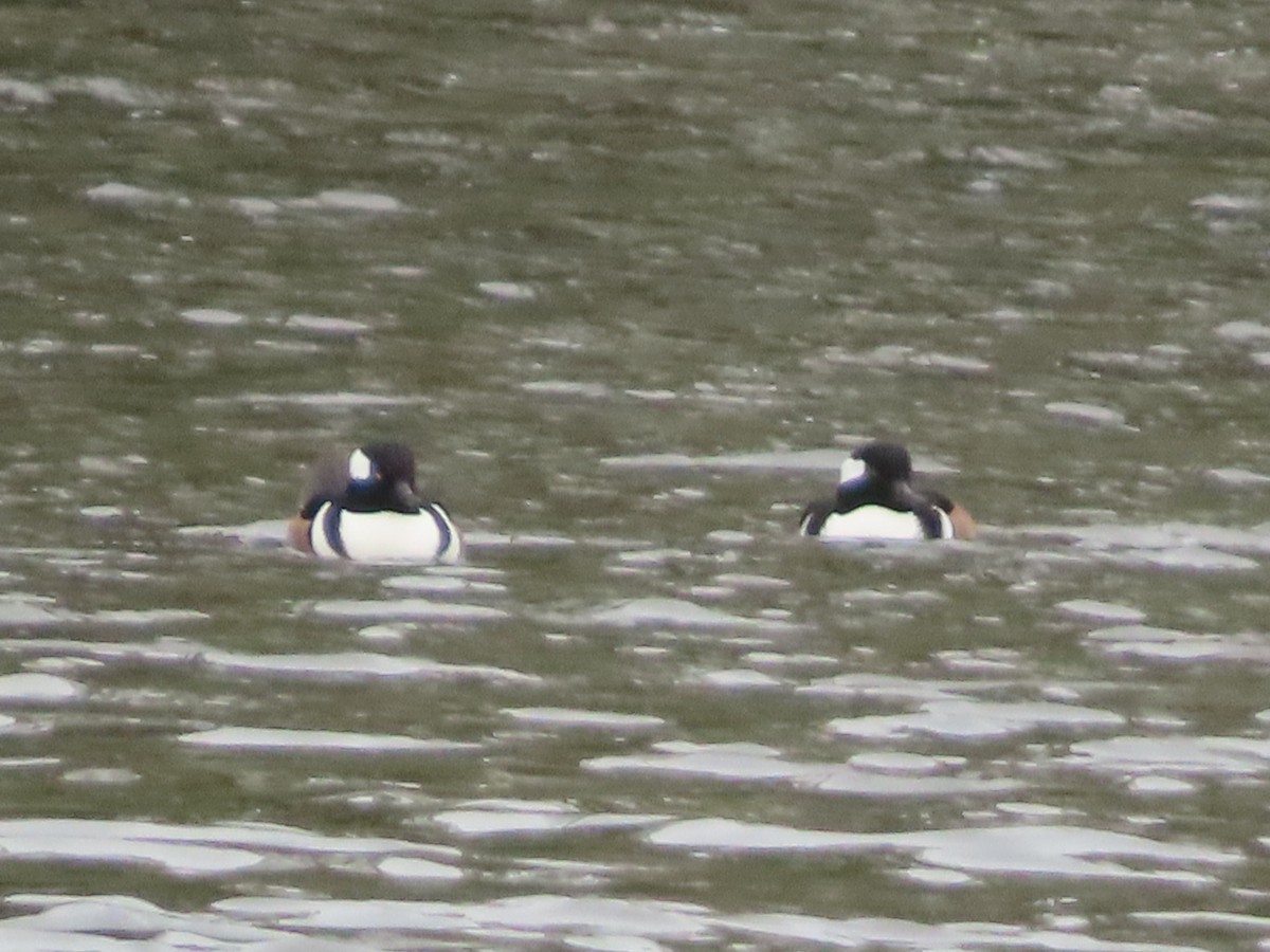 Hooded Merganser - ML645063225