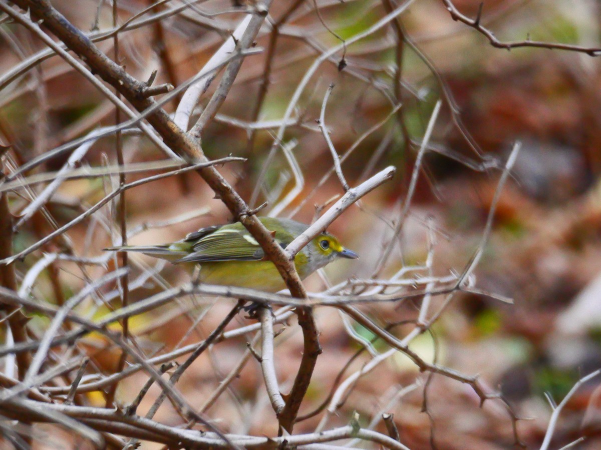 White-eyed Vireo - ML645063245