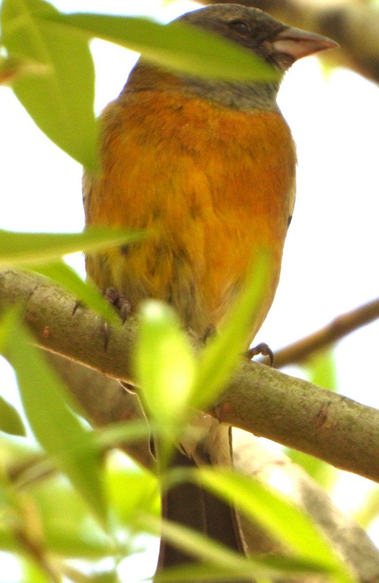Gray-hooded Sierra Finch - ML645063246