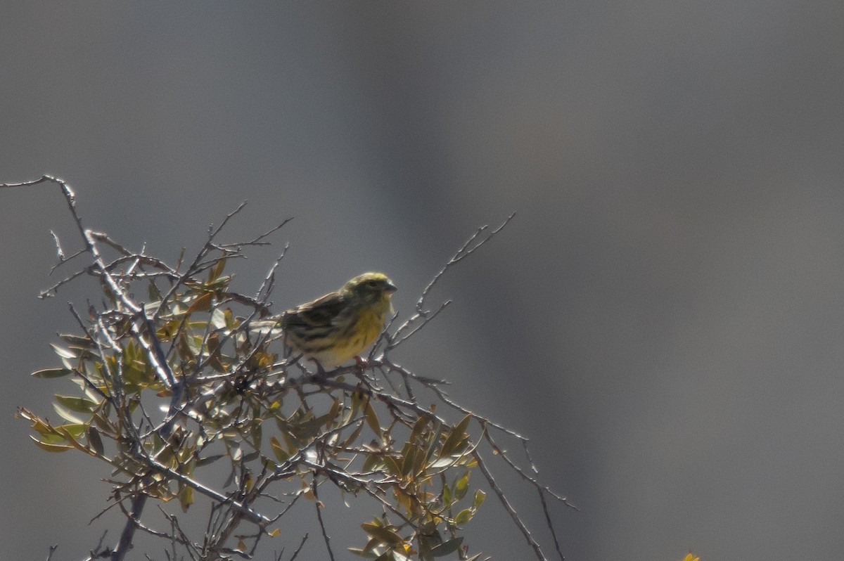 Txirriskila arrunta - ML645063259