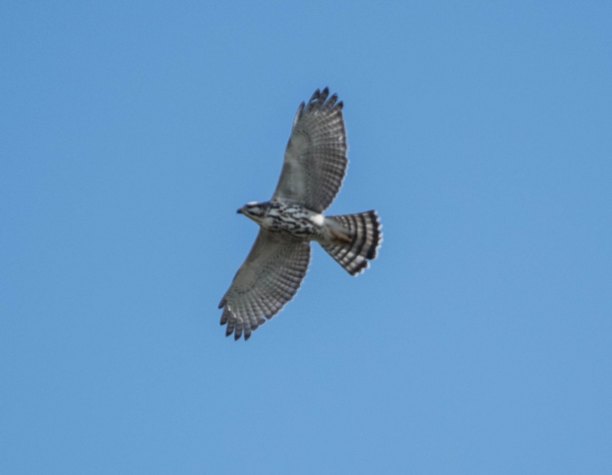 Gray Hawk - ML645063263