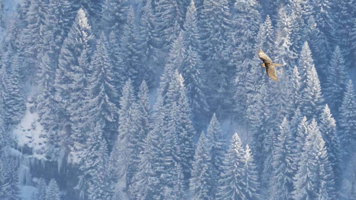 Bearded Vulture - ML645063276