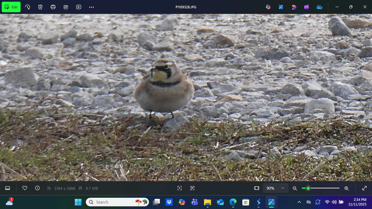 Жайворонок рогатий - ML645063309