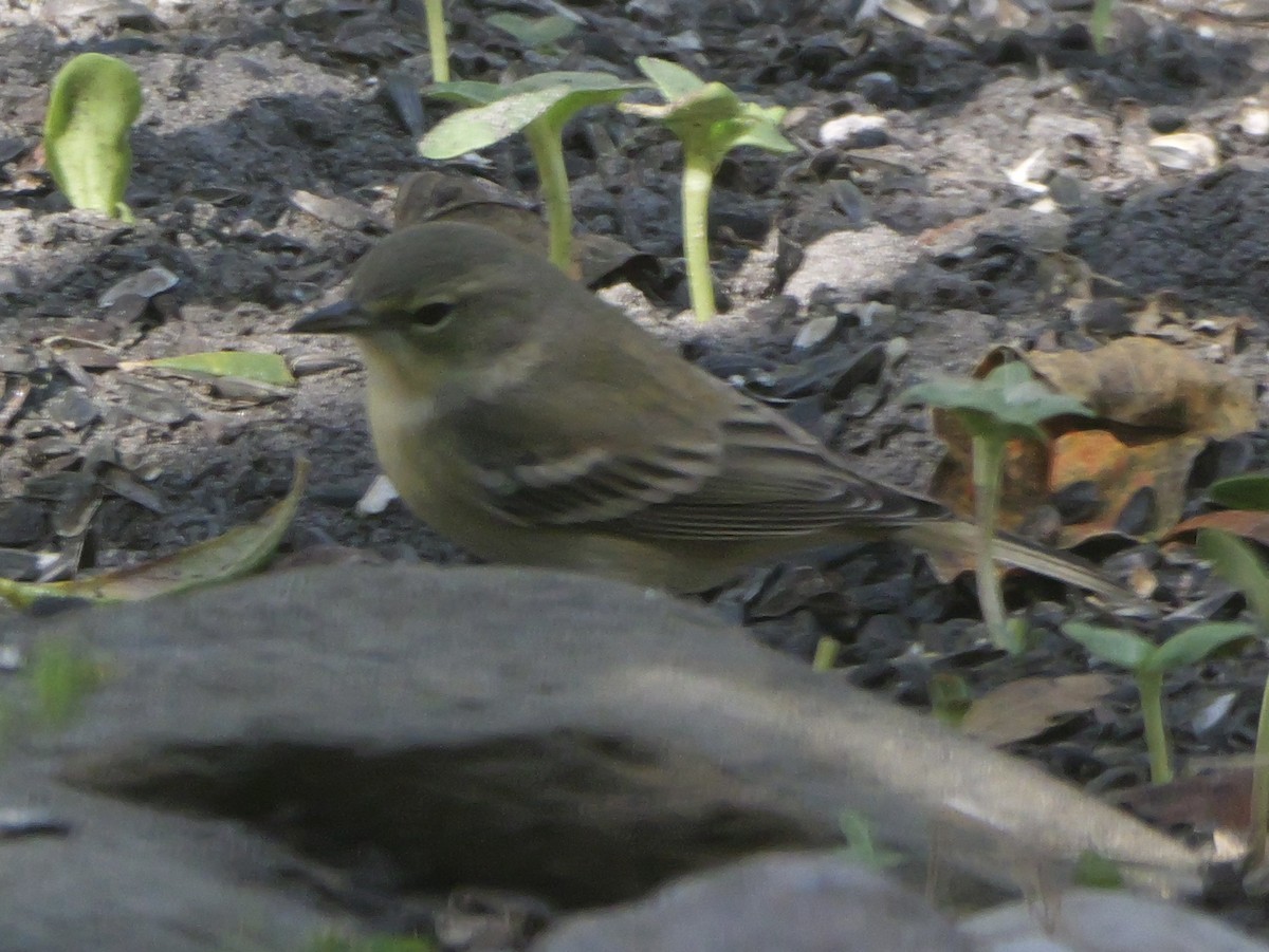 סבכון אורנים - ML645063328