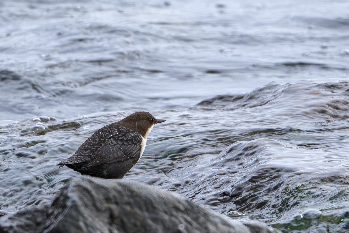 Гялаан омруут харзлай - ML645063341