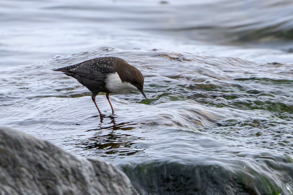 Гялаан омруут харзлай - ML645063342