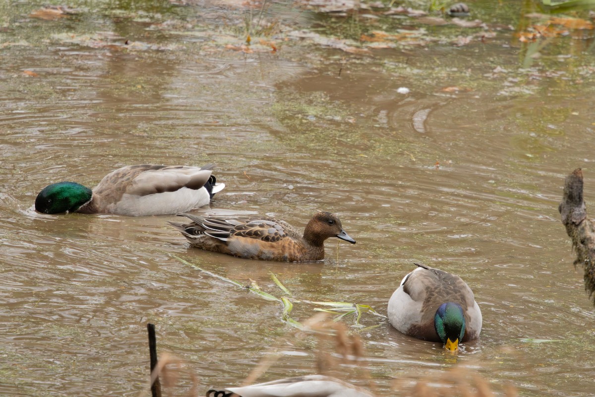 Eurasian Wigeon - ML645063360