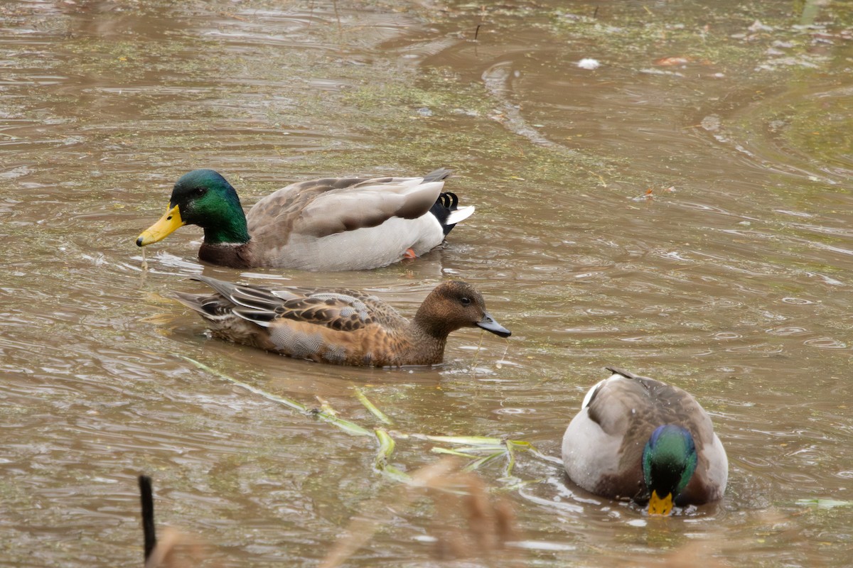 Eurasian Wigeon - ML645063361