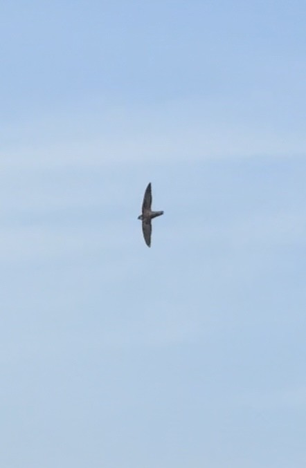 Chimney Swift - ML645063366