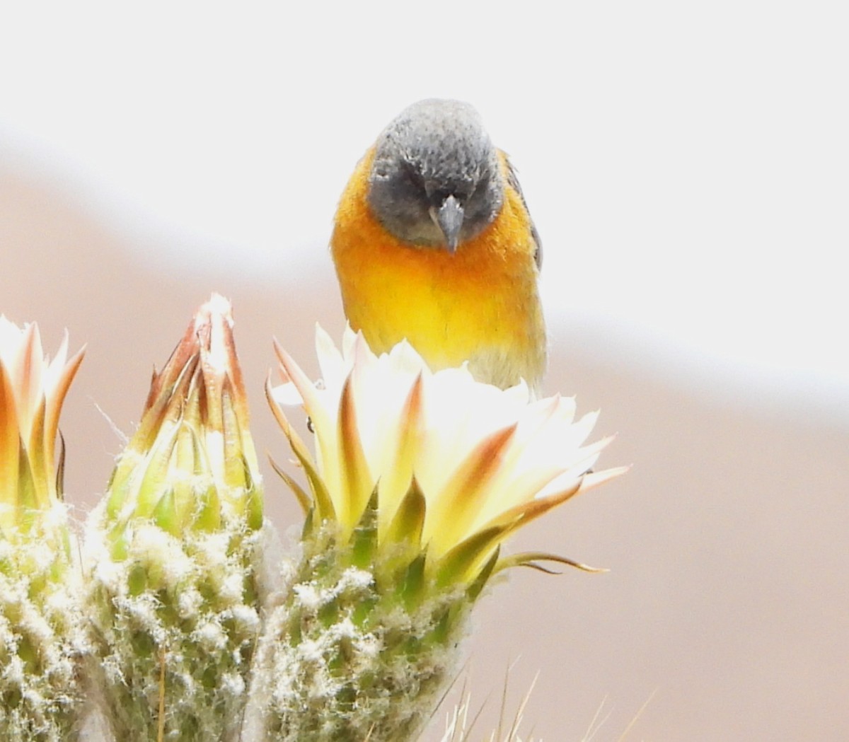 Gray-hooded Sierra Finch - ML645063371