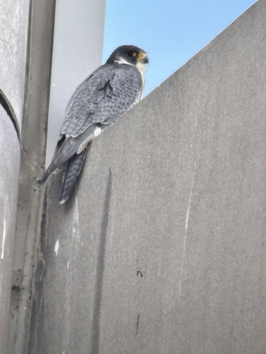 Peregrine Falcon - ML645063376